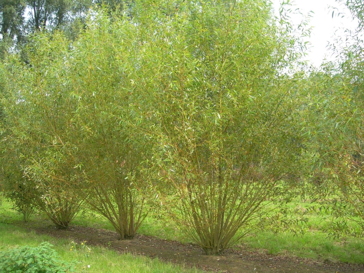Salix viminali